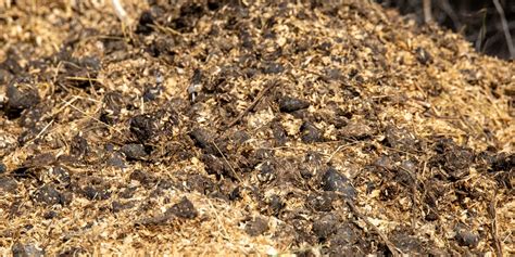 Does Horse Manure Make Good Fertilizer - Exploring the Nuances and Unconventional Insights of Organic Farming